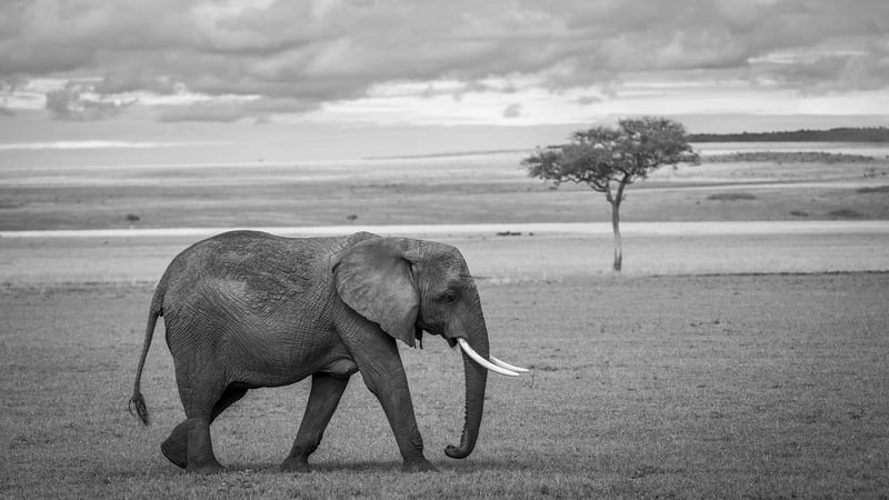 Wildlife Safari