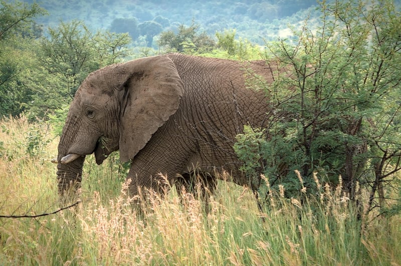 Kruger National Park Campsite