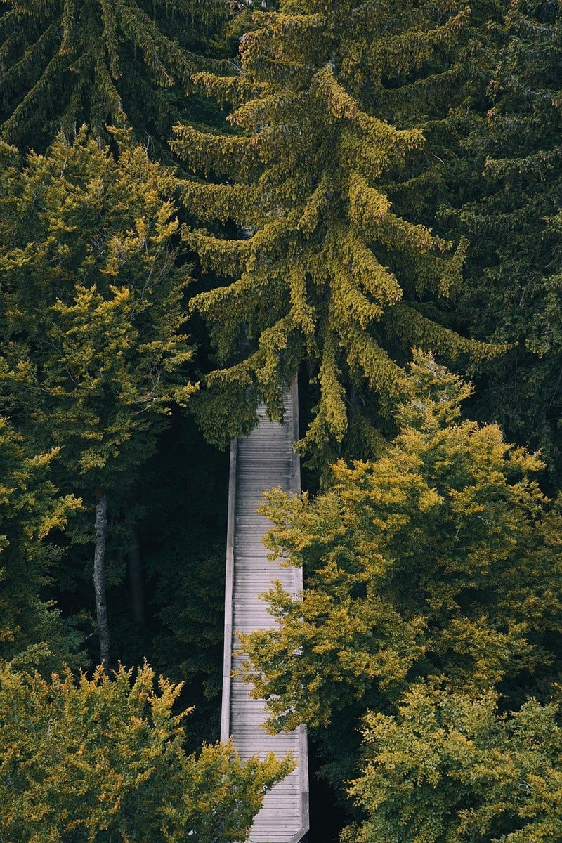 Forest Path